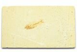 Bargain, Juvenile Fossil Fish (Diplomystus) - Wyoming #372321-1